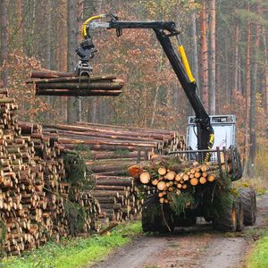 PROLEMN: Codul Silvic trebuie sa aduca viziune si obiective concrete pentru paduri